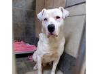 Adopt Chance a White - with Tan, Yellow or Fawn Great Pyrenees / Labrador