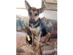 Adopt Kamara a Tricolor (Tan/Brown & Black & White) German Shepherd Dog /