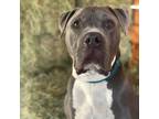 Adopt Abe a Gray/Silver/Salt & Pepper - with Black American Staffordshire