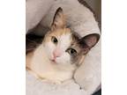 Adopt Elysa a Calico or Dilute Calico Calico (short coat) cat in Grayslake