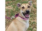 Adopt Mittens JR* a Tan/Yellow/Fawn Shepherd (Unknown Type) / Whippet / Mixed