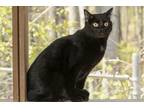 Adopt Crawford a All Black Domestic Shorthair / Domestic Shorthair / Mixed cat