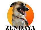 Adopt Zendaya a Black - with Tan, Yellow or Fawn German Shepherd Dog / Mixed dog