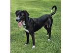 Adopt Polo a Black Labrador Retriever / Mixed dog in Gulfport, MS (37412962)
