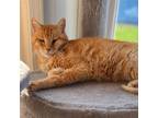 Adopt Clarence a Orange or Red Domestic Shorthair / Mixed cat in St.Jacob