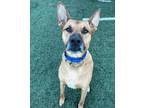 Adopt Duke a Tan/Yellow/Fawn - with Black German Shepherd Dog / Mixed dog in