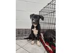 Adopt Sherman a Black - with White Pit Bull Terrier / Mixed dog in Staunton