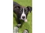 Adopt Slim Shady a Black - with White Pit Bull Terrier / Mixed dog in Staunton