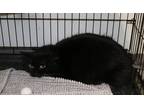 Adopt Lapzuli a Black & White or Tuxedo Domestic Mediumhair (medium coat) cat in