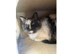 Adopt PeeWee a Calico or Dilute Calico Calico (short coat) cat in Grass Valley