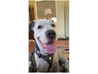 Adopt stormie a Brown/Chocolate - with White American Staffordshire Terrier /