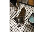 Adopt Macey a Brindle - with White Mixed Breed (Medium) / Mixed dog in Clifton