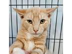 Adopt Guillermo a Orange or Red Domestic Shorthair / Mixed cat in SHERIDAN