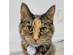 Adopt Miu Miu a Tortoiseshell Domestic Shorthair / Mixed cat in SHERIDAN