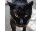 Adopt Piff a All Black Domestic Shorthair / Mixed cat in SHERIDAN, WY (37331401)