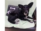Adopt Charley a Black Border Collie / Mixed dog in Sullivan, IN (37578485)