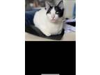 Adopt Nova a Black & White or Tuxedo Domestic Shorthair / Mixed (short coat) cat