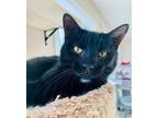 Adopt Tasha a Black (Mostly) Domestic Shorthair (short coat) cat in East