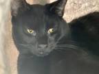 Adopt Jack a All Black Domestic Shorthair (short coat) cat in East Stroudsburg