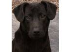 Adopt Ray a Black Labrador Retriever / Mixed dog in Savannah, MO (37336081)