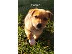 Adopt Parker a Tan/Yellow/Fawn Labrador Retriever / Mixed Breed (Medium) / Mixed