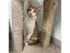 Adopt Jade a Orange or Red Domestic Shorthair / Mixed cat in Chattanooga