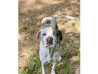 Adopt Willie a White Catahoula Leopard Dog / Mixed dog in Huntsville