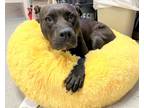 Adopt Queen - Off-Site Foster a Black Mixed Breed (Large) / Mixed dog in