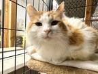 Adopt Bay a Orange or Red Tabby Domestic Longhair (long coat) cat in Midway