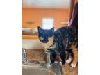 Adopt Callie a Calico or Dilute Calico Calico / Mixed (short coat) cat in