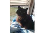 Adopt Sampson a Domestic Mediumhair / Mixed (short coat) cat in Bloomington