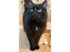 Adopt Pooh Bear aka Salem Black MC a All Black Maine Coon / Mixed (medium coat)