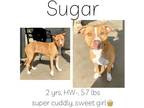 Adopt Sugar a Mixed Breed (Medium) / Mixed dog in Albany, GA (37410989)