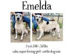 Adopt Emelda a Pointer / Cattle Dog / Mixed dog in Albany, GA (37410986)