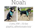 Adopt Noah a Rottweiler / Mixed Breed (Medium) / Mixed dog in Albany