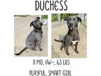 Adopt Duchess a Labrador Retriever / Weimaraner / Mixed dog in Albany