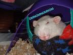 Adopt Tootie (fostered in Omaha) a White Rat small animal in Papillion