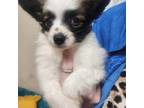 Papillon Puppy for sale in Sweetwater, TN, USA