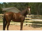 Aqha Appendix Mare