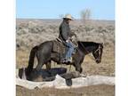 Blue Roan Gelding