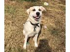 Adopt Dolly a Great Pyrenees