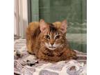 Adopt Ella Dee a Tabby, Domestic Short Hair