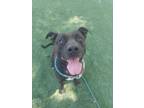 Adopt PATRICIA a Pit Bull Terrier