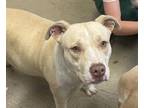 Adopt EGYPT a Pit Bull Terrier, Mixed Breed