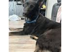 Adopt Helda a German Shepherd Dog