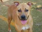 Adopt BAMBI a American Staffordshire Terrier, Mixed Breed