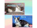 Adopt Hermes & Hera a Domestic Short Hair, Egyptian Mau
