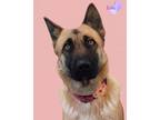 Adopt Echo a German Shepherd Dog, Husky