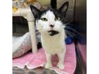 Adopt Buttercup a Domestic Short Hair