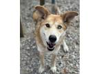 Adopt Penelope a German Shepherd Dog, Husky